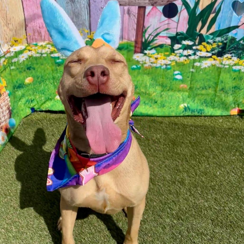 Enlarge Pickles, a Adoptable mixed breed in Concord, NC image 2/6