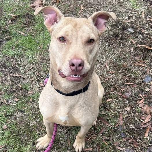 Pickles, a Adoptable mixed breed in Concord, NC image 3/6