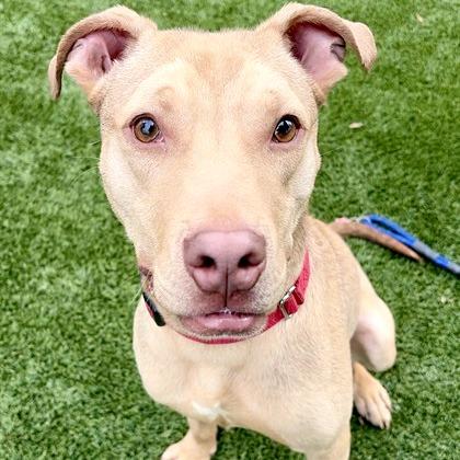 Pickles, a Adoptable mixed breed in Concord, NC image 4/6