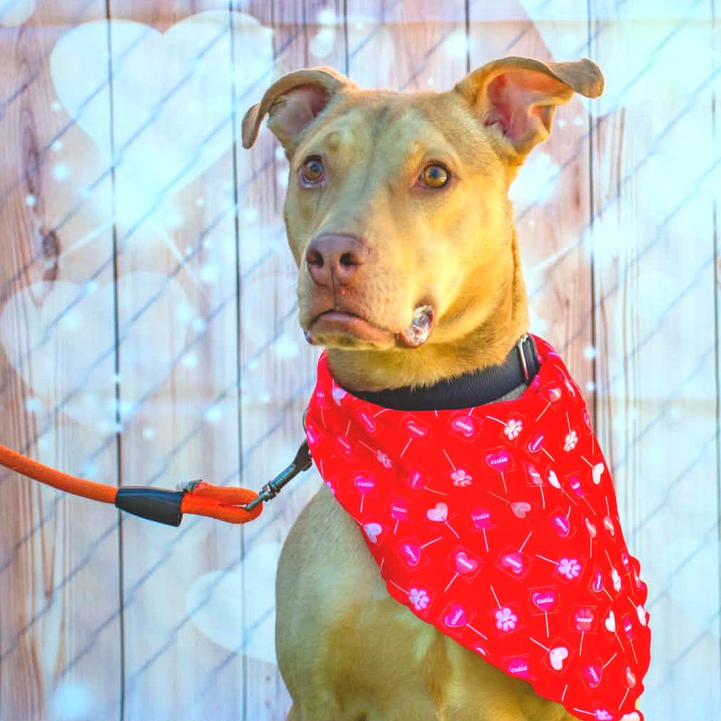 Pickles, a Adoptable mixed breed in Concord, NC image 6/6