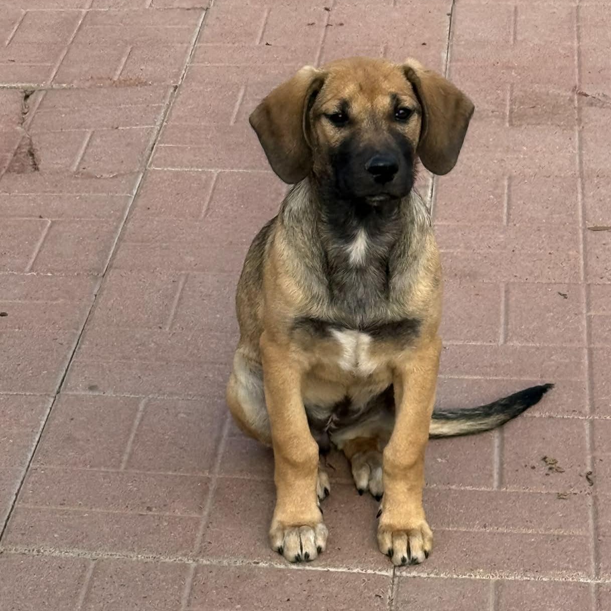 Saundra, adoptable, Puppy Female Black Mouth Cur & Hound.