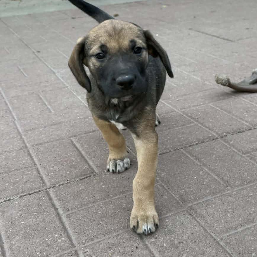 Saundra, an adoptable mixed breed in ardmore, PA image 2/5