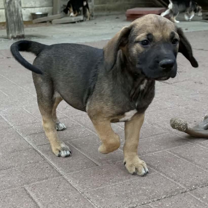 Saundra, an adoptable mixed breed in ardmore, PA image 4/5