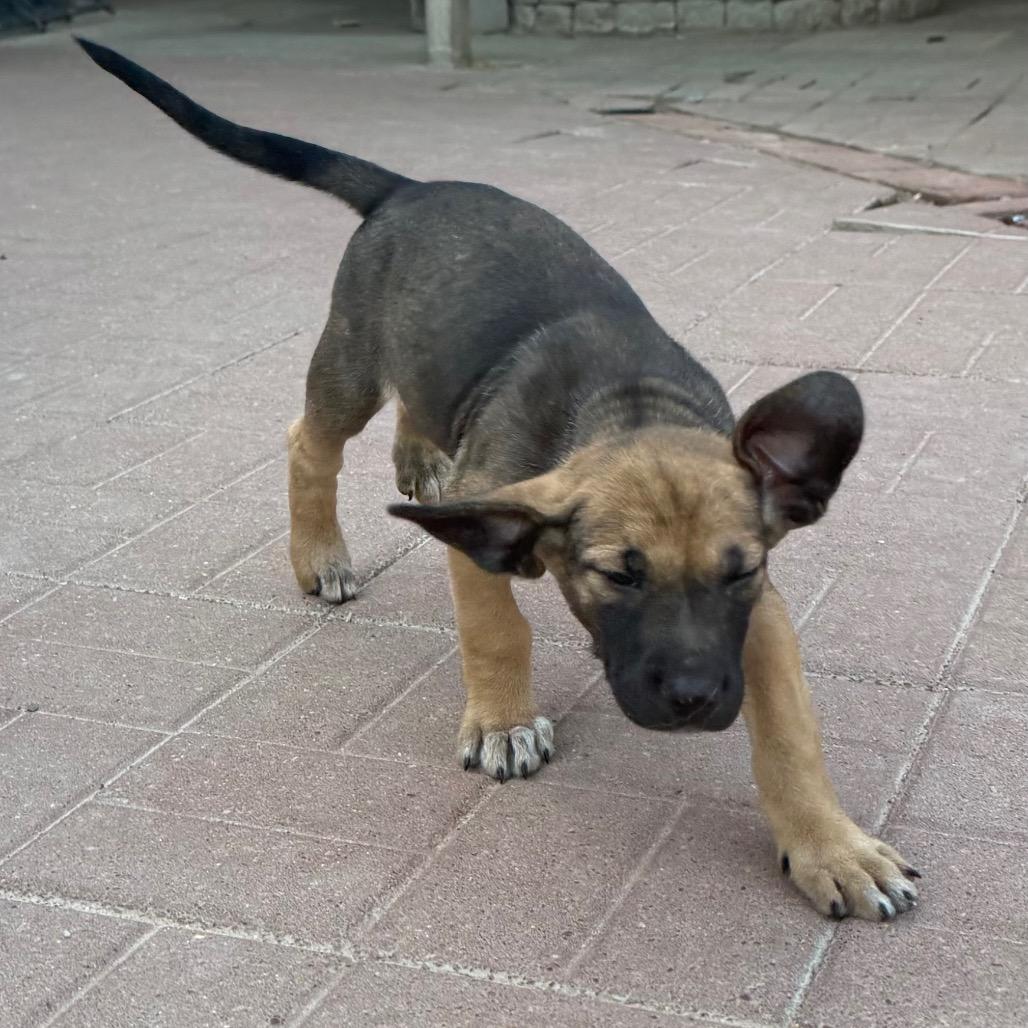 Saundra, an adoptable mixed breed in ardmore, PA image 5/5