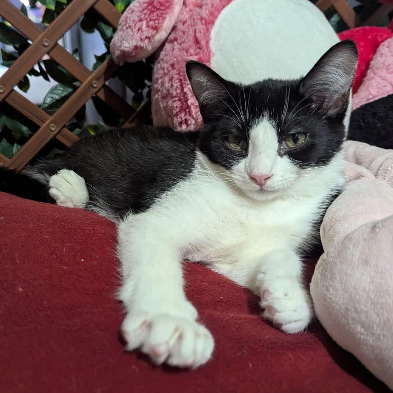Enlarge Goose, a Adoptable Tuxedo in Kentwood, MI image 3/3