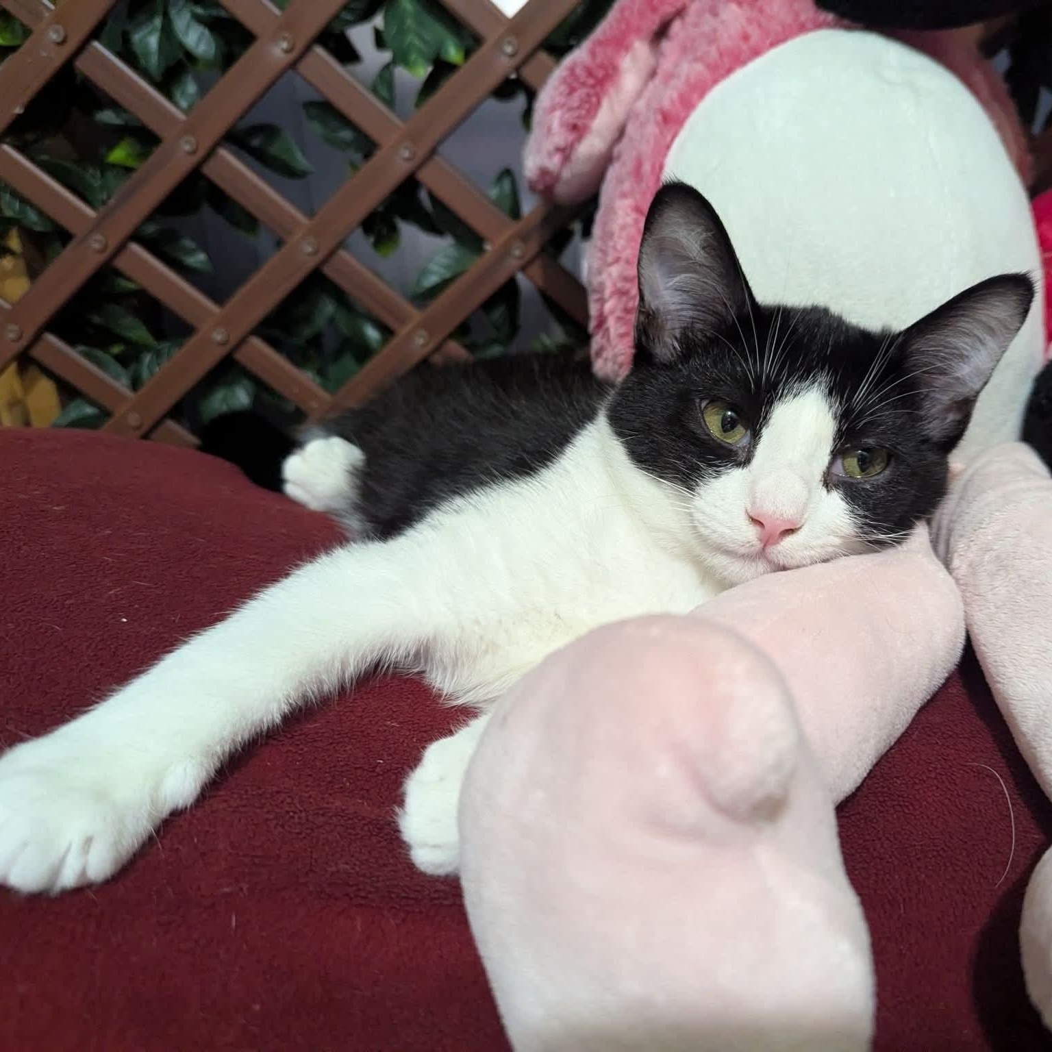 Goose, Adoptable, Kitten Male Tuxedo.
