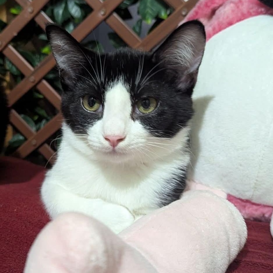 Enlarge Goose, a Adoptable Tuxedo in Kentwood, MI image 2/3