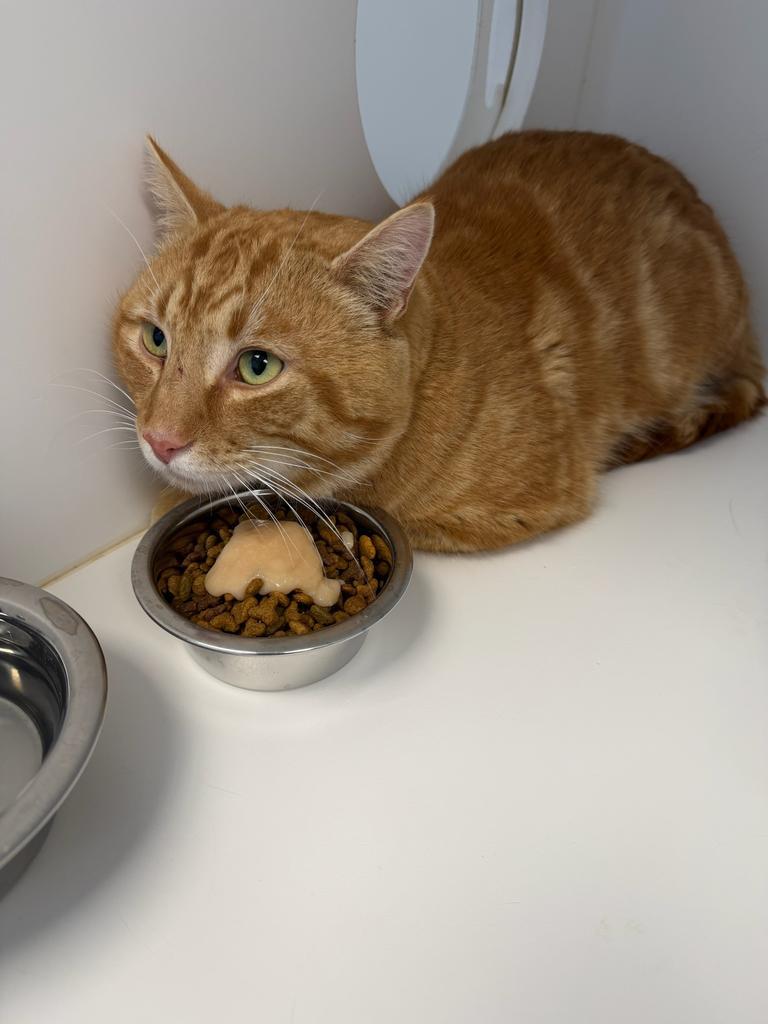 Enlarge Roy, a Adoptable mixed breed in Greenfield, IN image 1/1