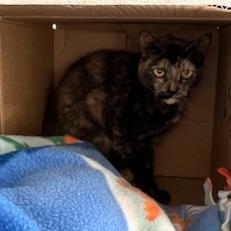 Chloe, Adoptable, Adult Female Domestic Short Hair.