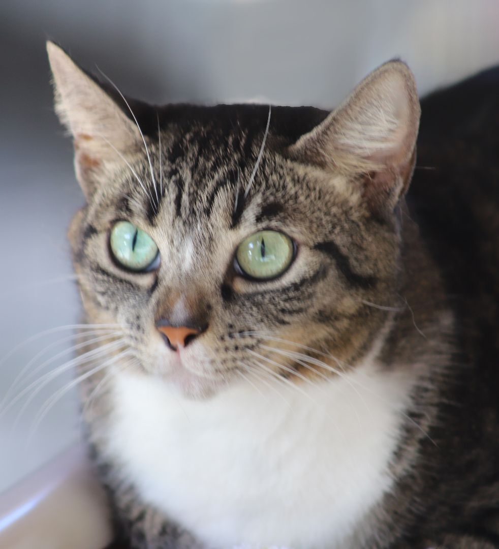 River, a Adoptable mixed breed in North Fort Myers, FL image 1/2