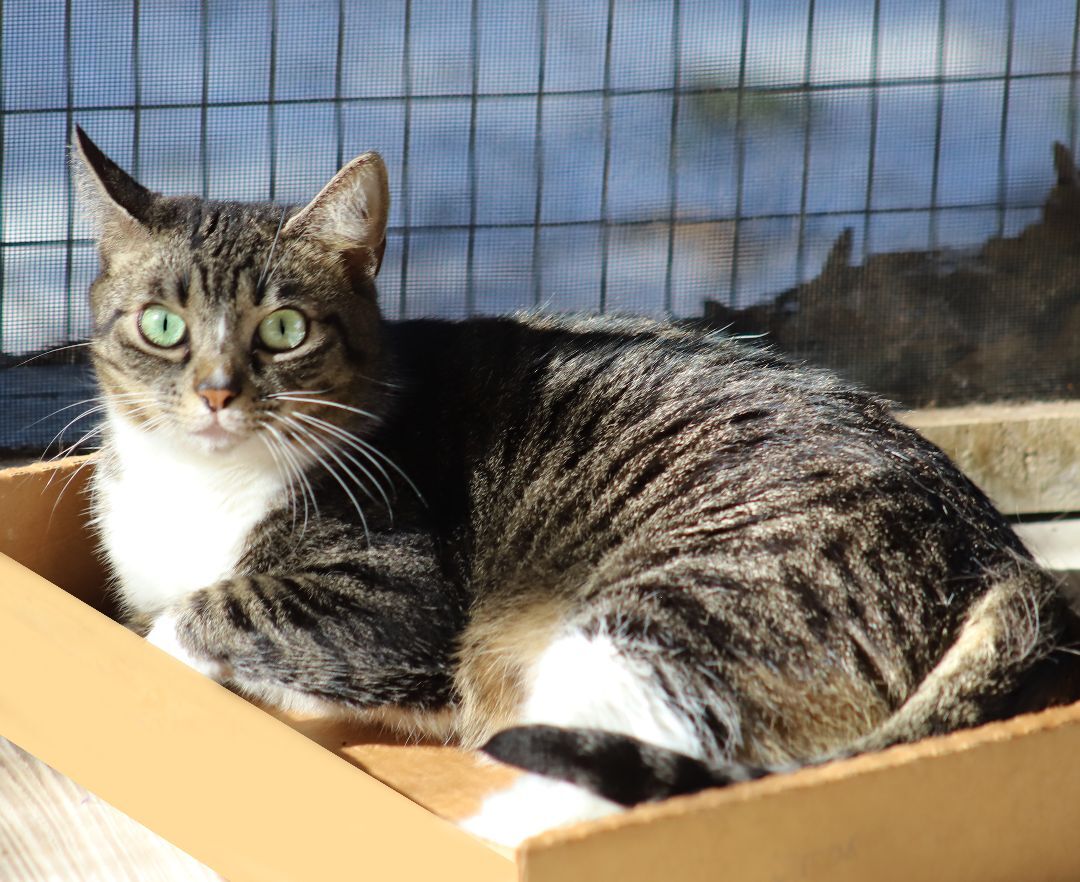 River, a Adoptable mixed breed in North Fort Myers, FL image 2/2