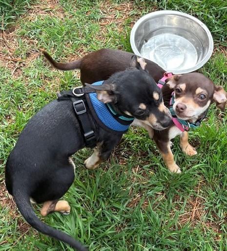Frankie & Frannie, adopted, Puppy Male Chihuahua.
