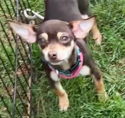 Enlarge Frankie & Frannie, an adopted Chihuahua in Oklahoma City, OK image 3/3