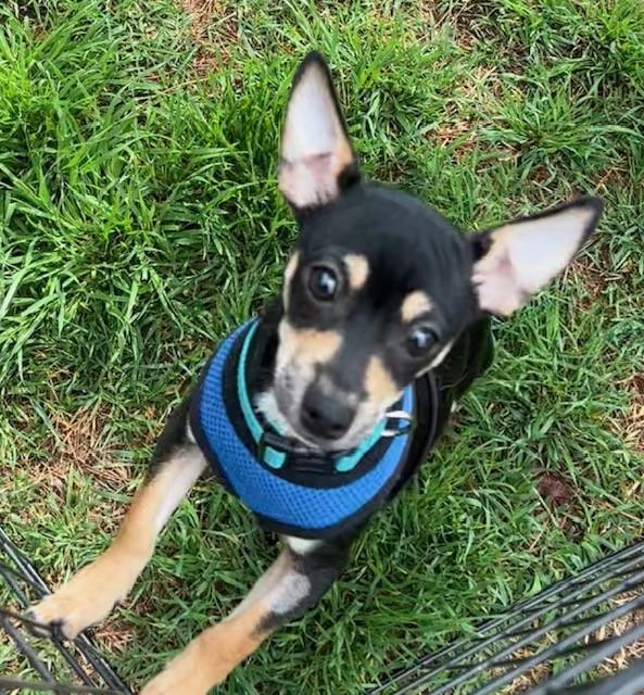 Enlarge Frankie & Frannie, an adopted Chihuahua in Oklahoma City, OK image 2/3