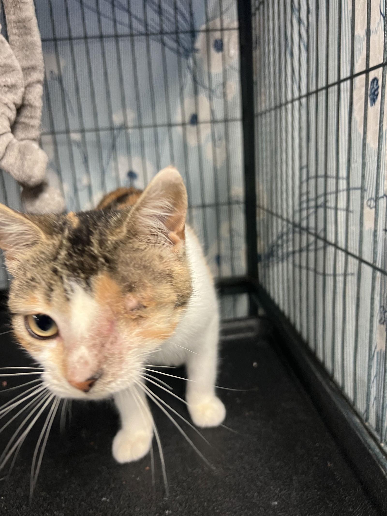 Almond Joy, a Adoptable mixed breed in Ringwood, NJ image 1/2