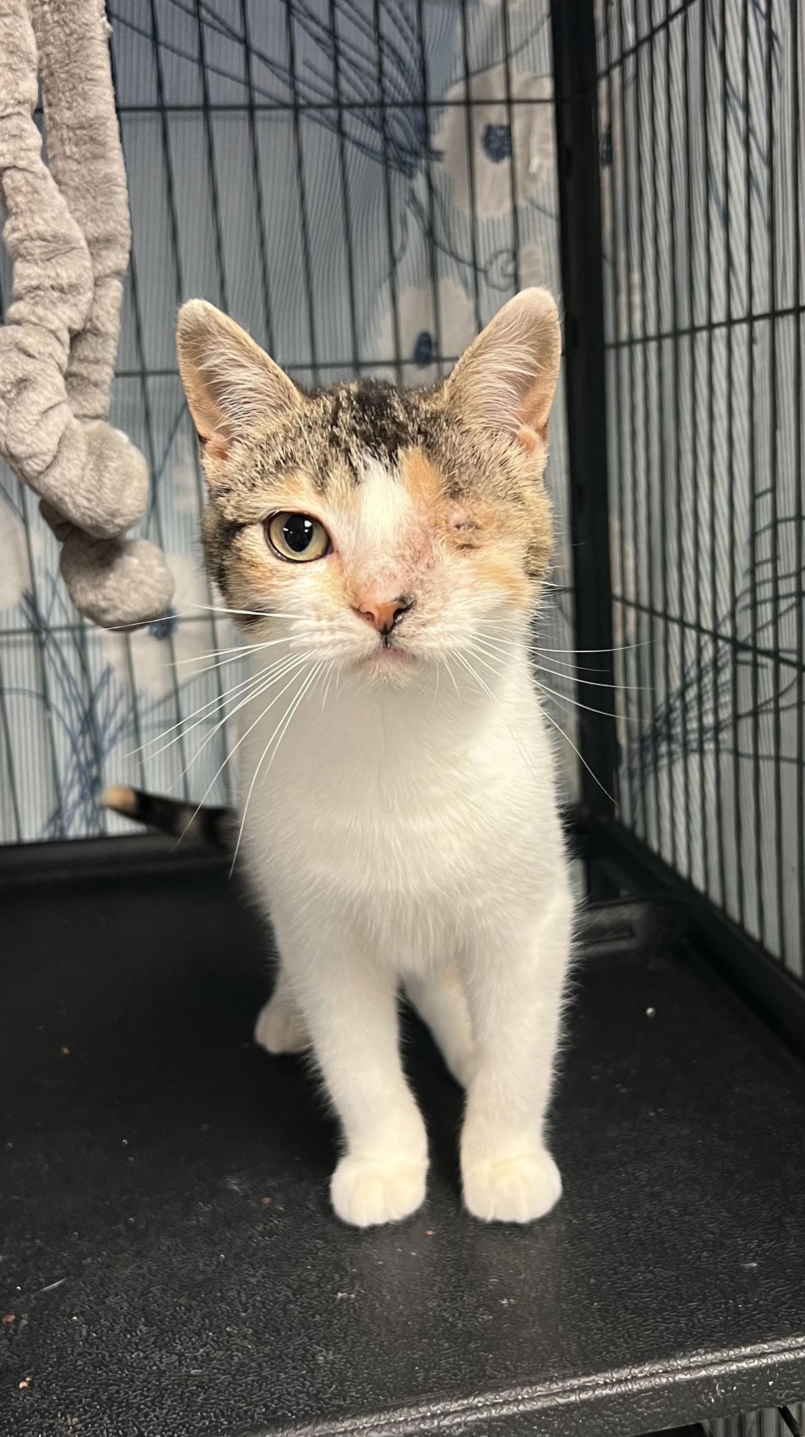 Almond Joy, a Adoptable mixed breed in Ringwood, NJ image 2/2