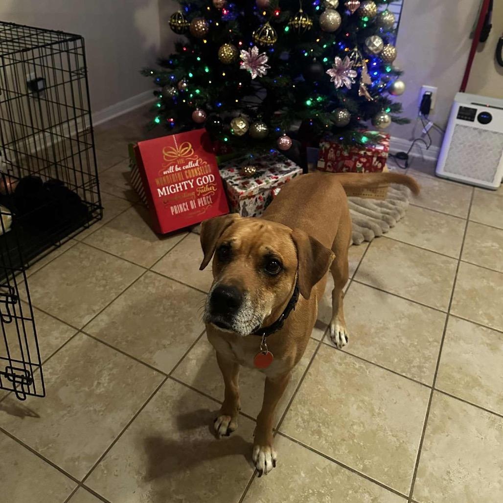 Enlarge Buddy, a Adoptable mixed breed in Georgetown, TX image 3/6