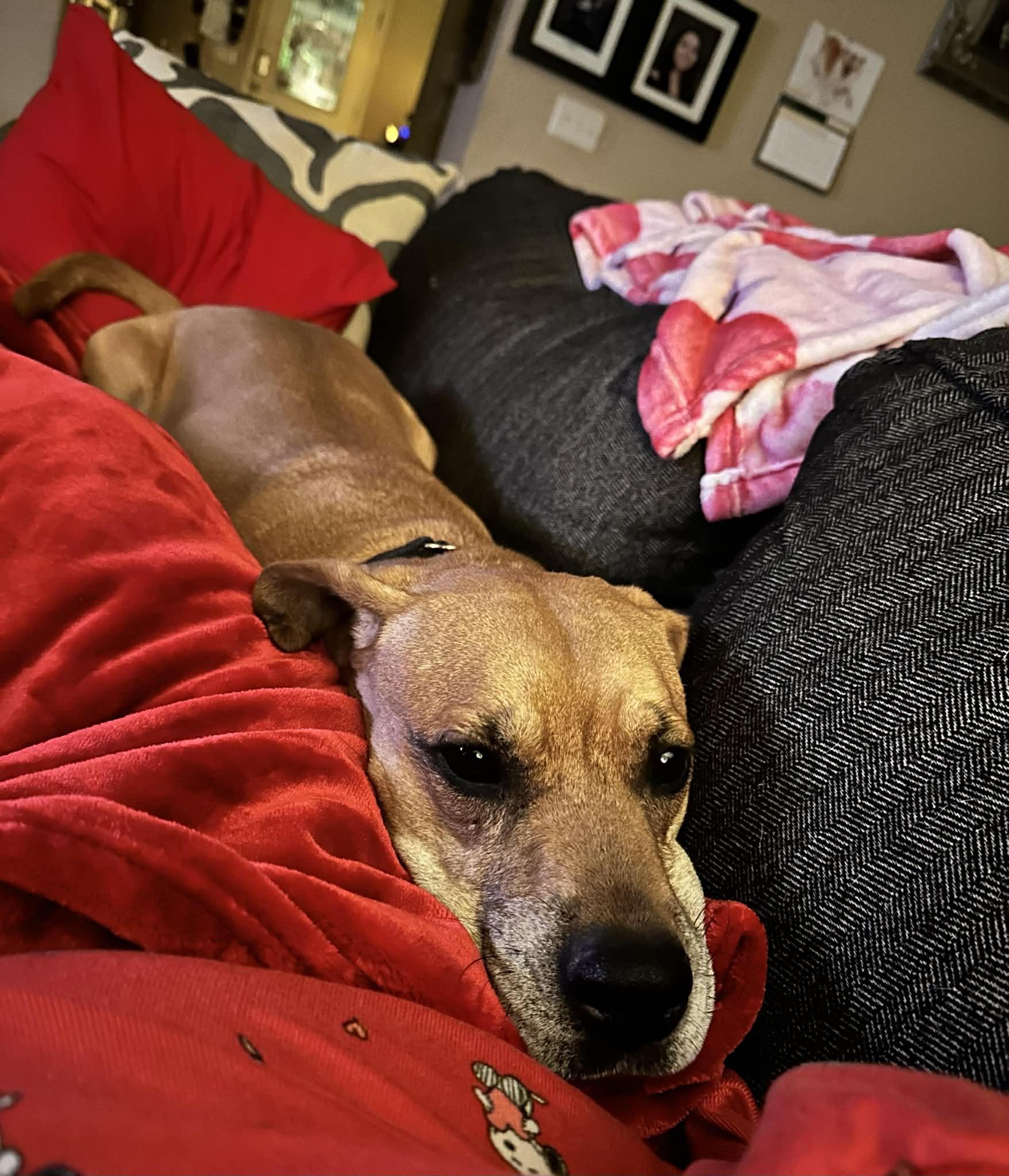 Enlarge Buddy, a Adoptable mixed breed in Georgetown, TX image 2/6