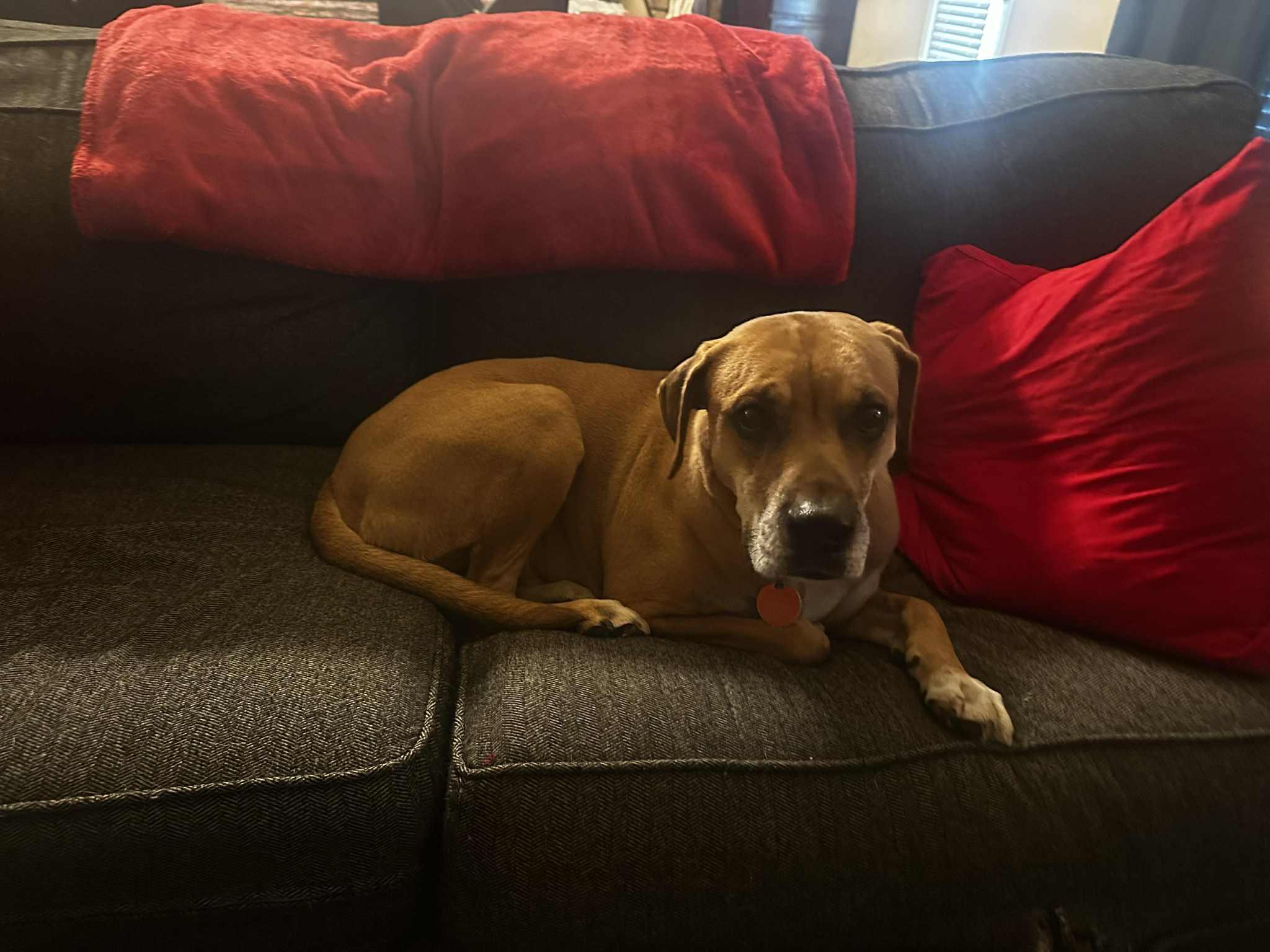 Enlarge Buddy, a Adoptable mixed breed in Georgetown, TX image 5/6