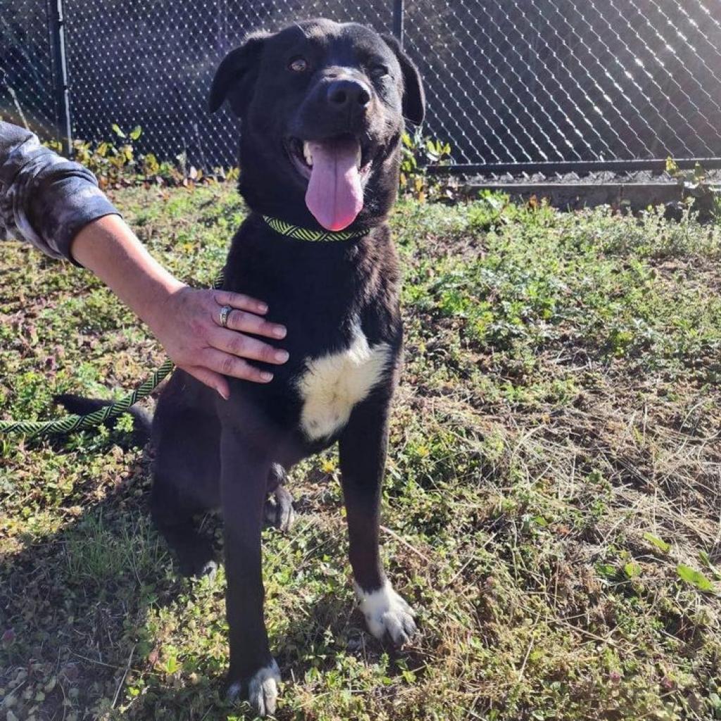 Draco, a Adoptable mixed breed in Napa, CA image 1/6