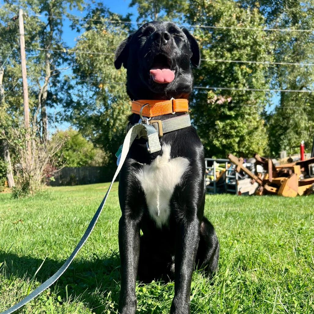 Draco, a Adoptable mixed breed in Napa, CA image 2/6