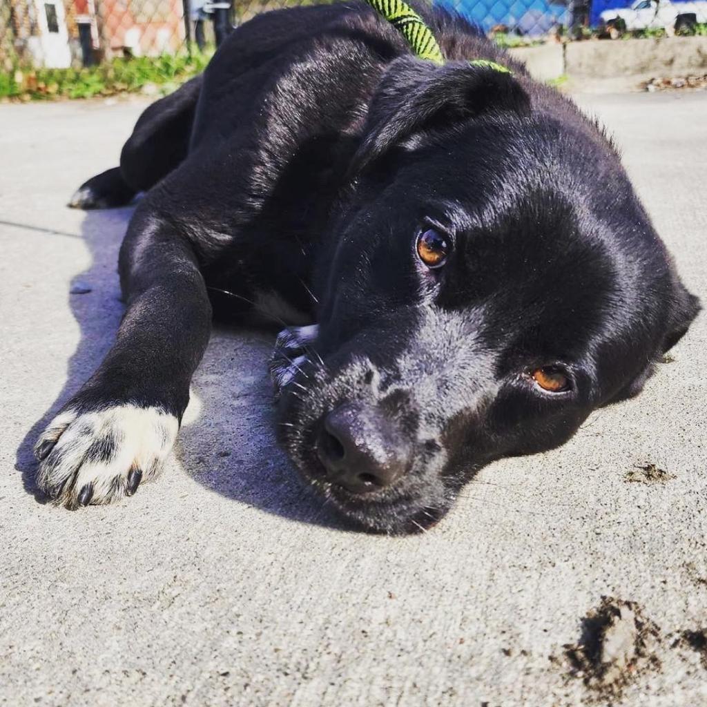 Draco, a Adoptable mixed breed in Napa, CA image 3/6