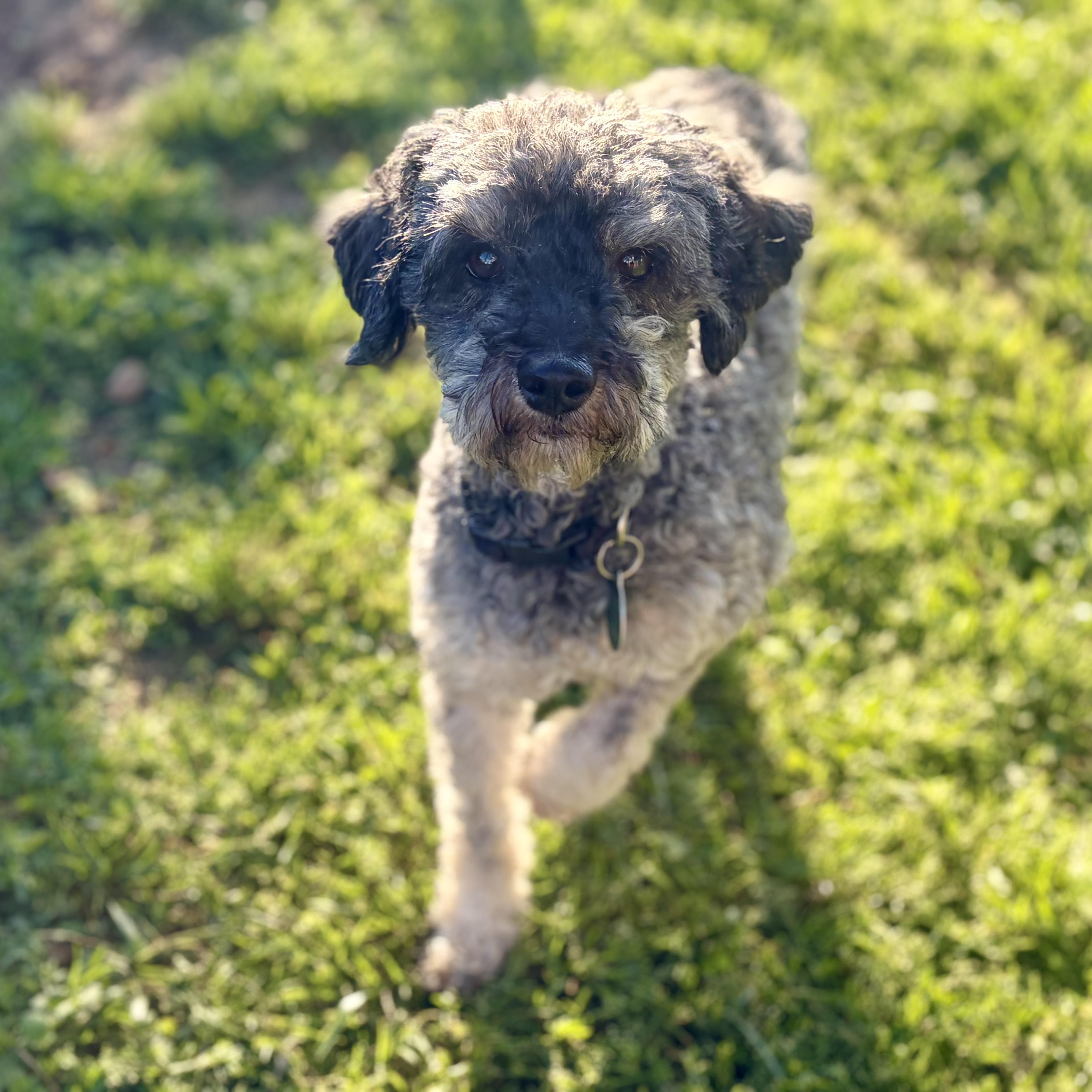 Flex, adopted, Adult Male Miniature Poodle.