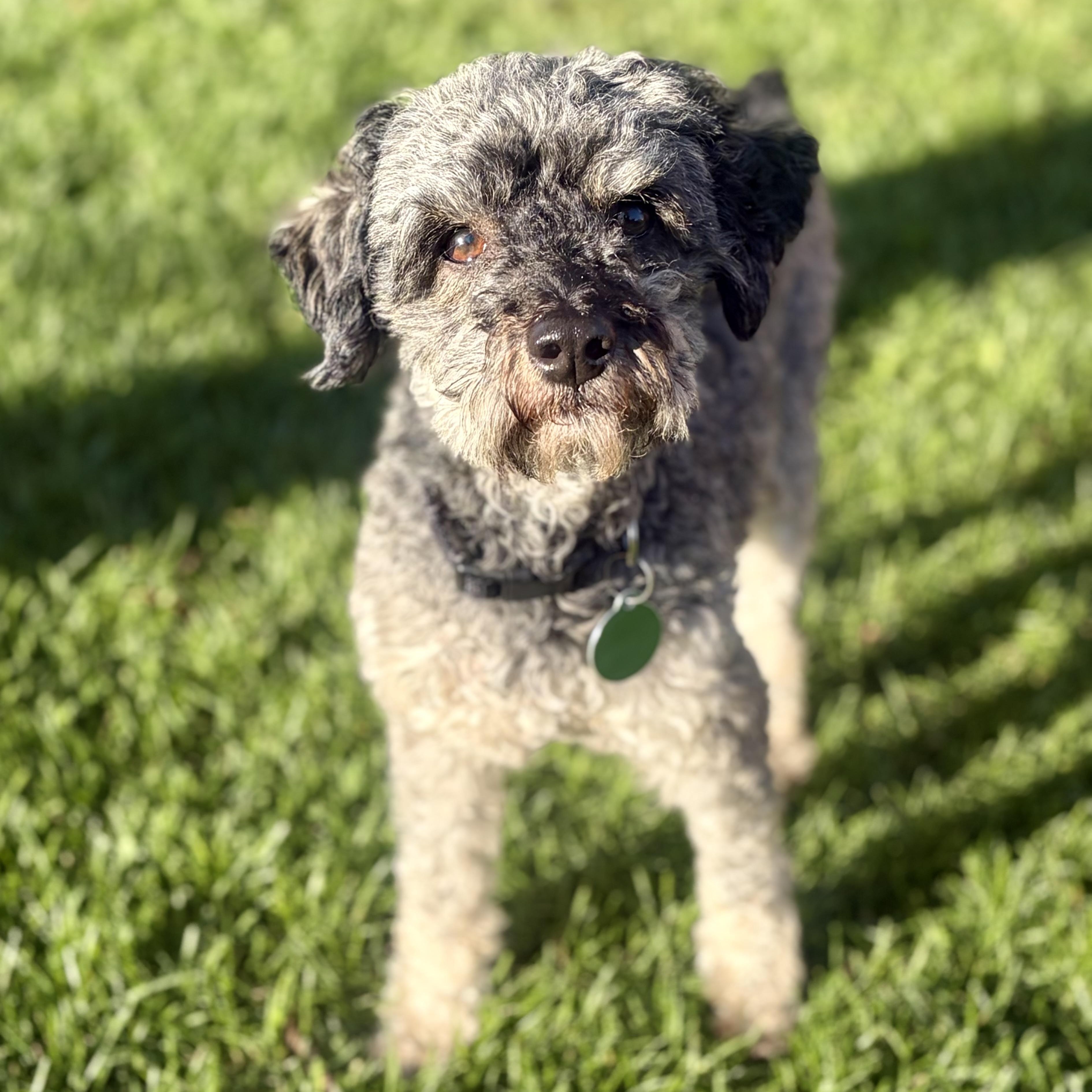 Enlarge Flex, an adopted Miniature Poodle in Greensboro, NC image 2/6