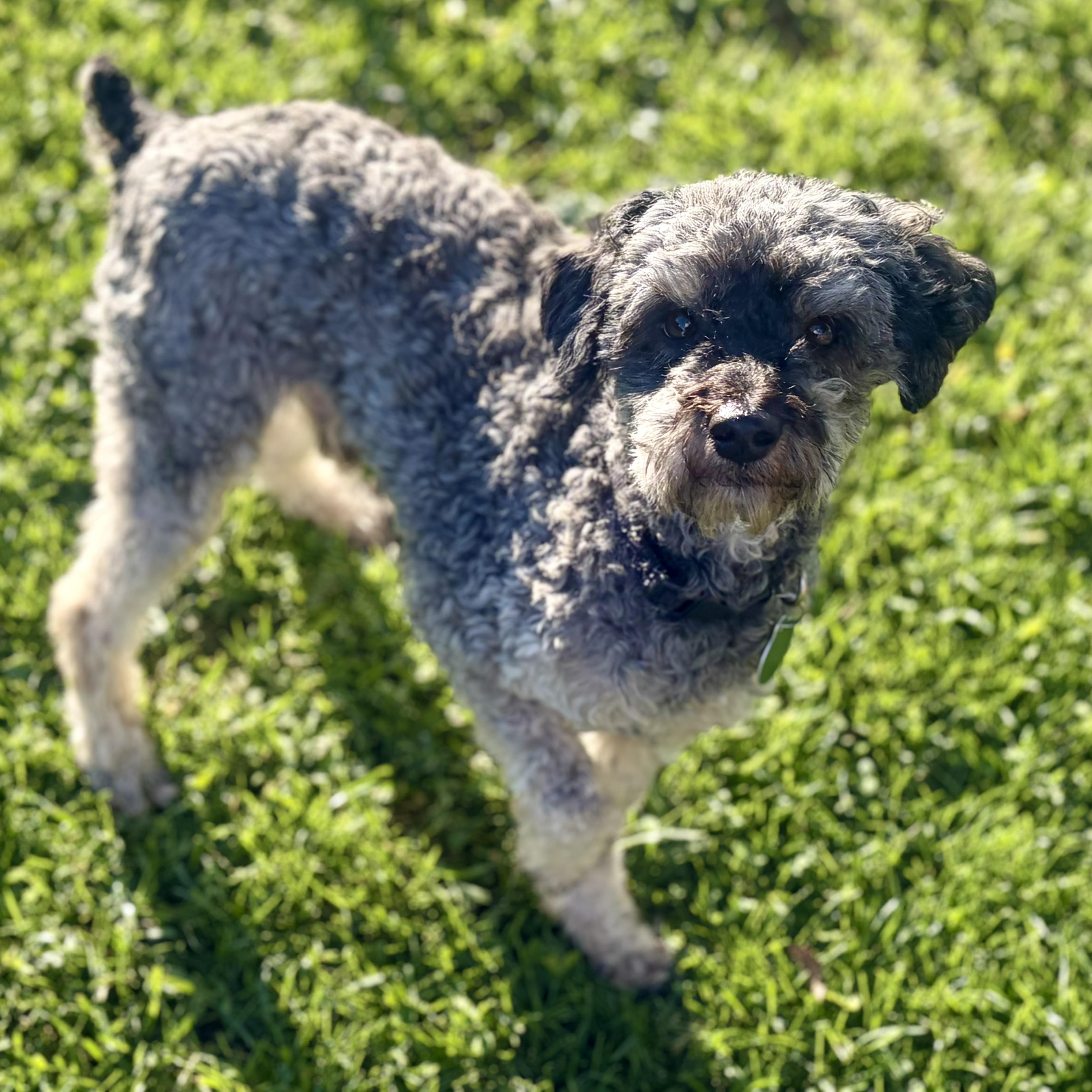 Enlarge Flex, an adopted Miniature Poodle in Greensboro, NC image 3/6