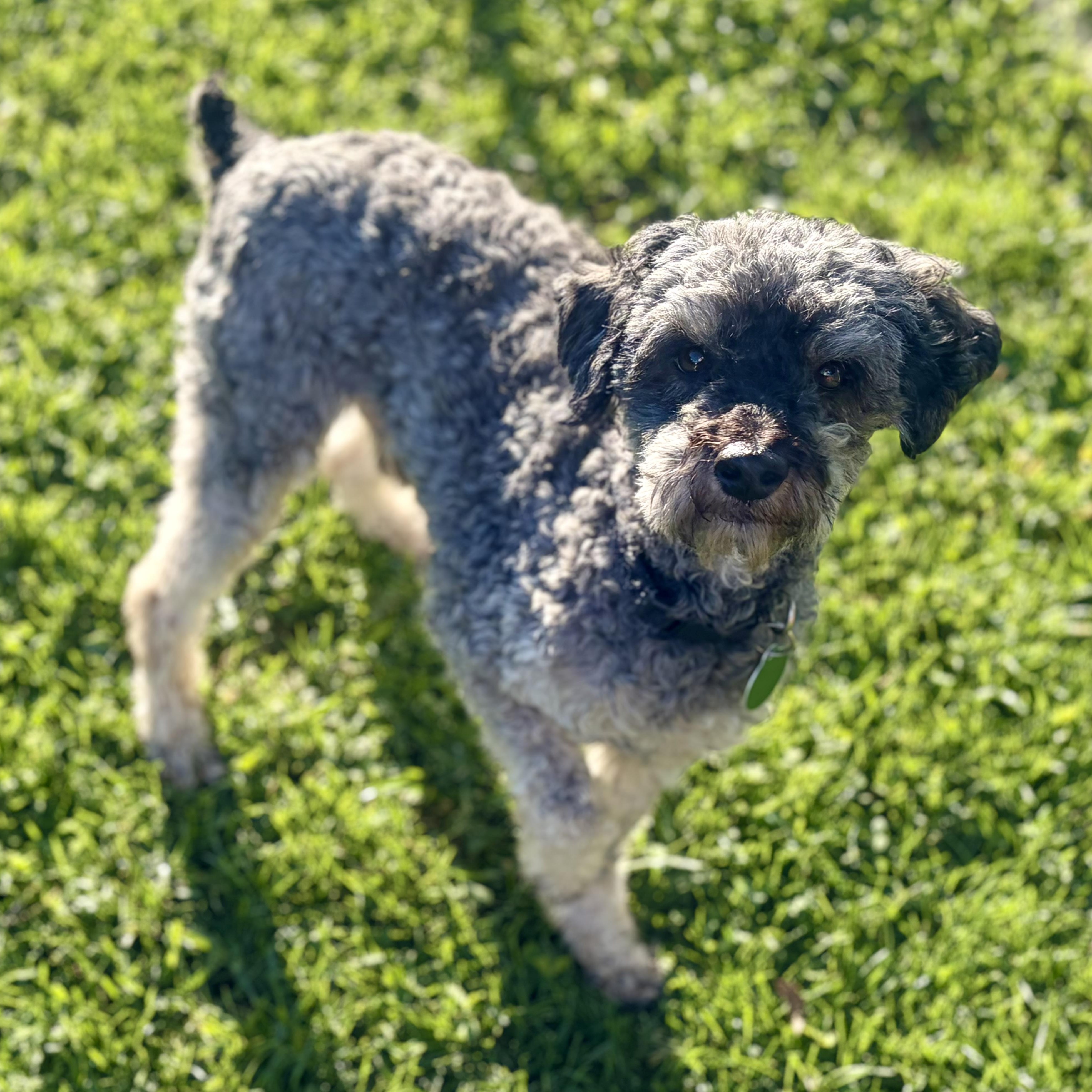 Enlarge Flex, an adopted Miniature Poodle in Greensboro, NC image 4/6