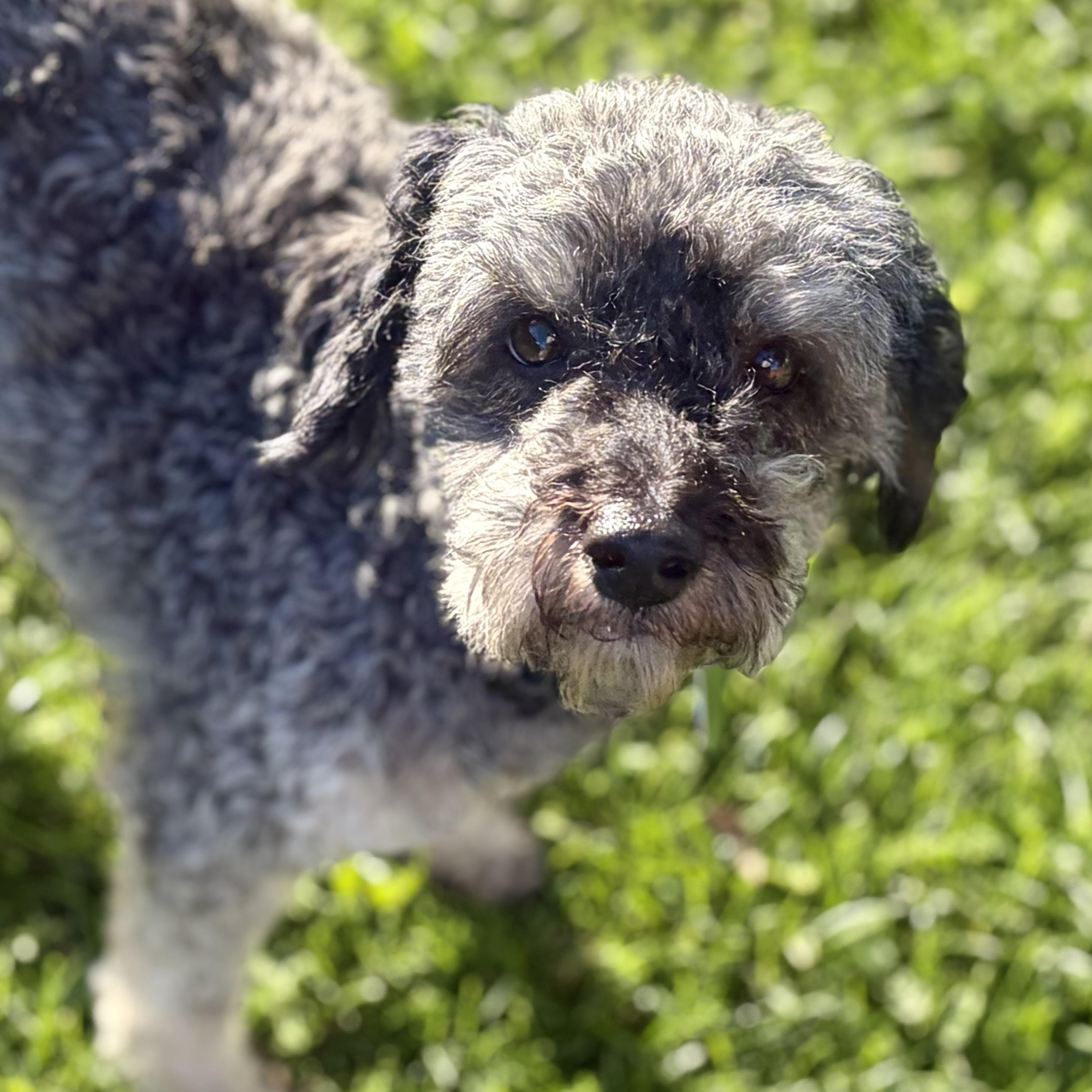 Enlarge Flex, an adopted Miniature Poodle in Greensboro, NC image 5/6