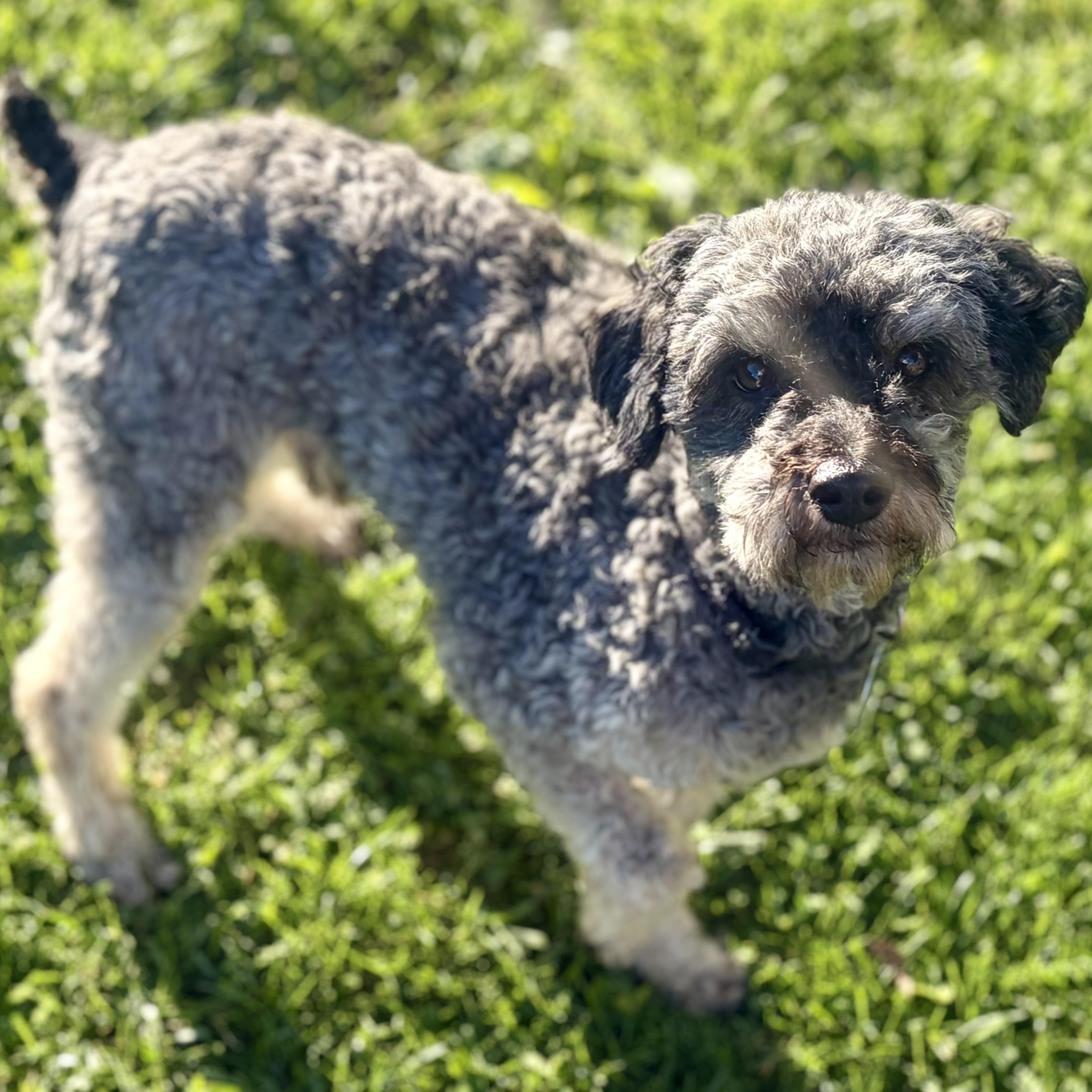 Enlarge Flex, an adopted Miniature Poodle in Greensboro, NC image 6/6