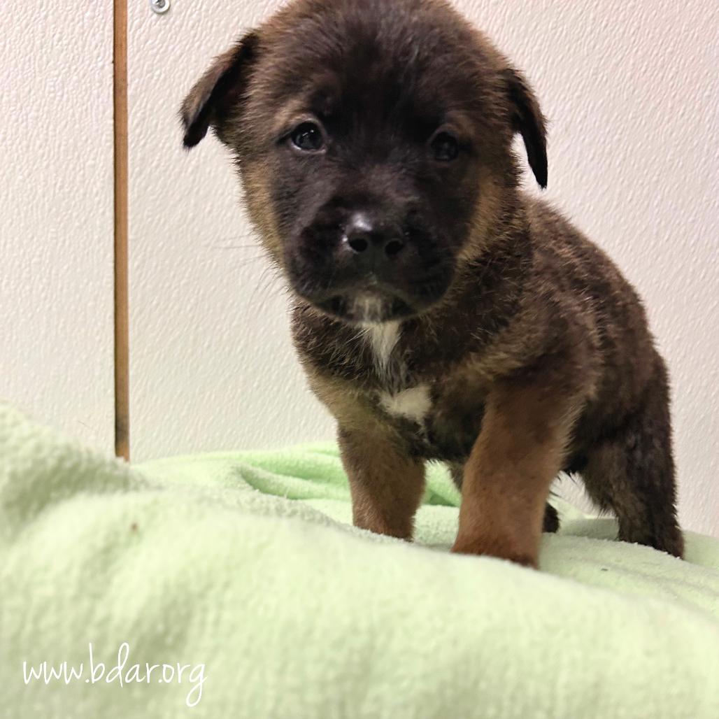 Zero, a Adoptable mixed breed in Cheyenne, WY image 1/2