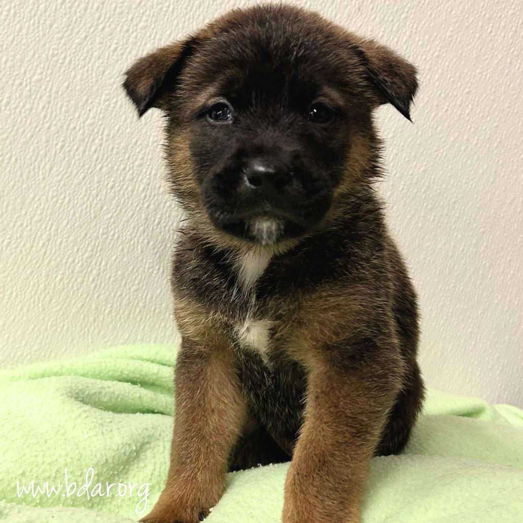 Zero, a Adoptable mixed breed in Cheyenne, WY image 2/2