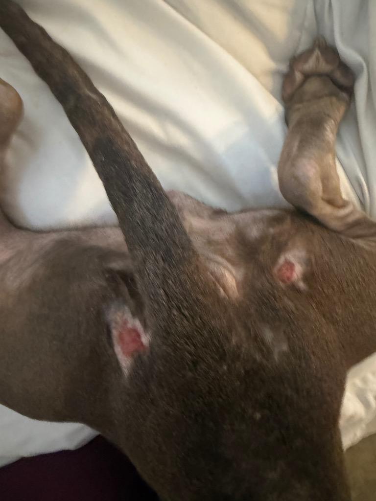 Jojo — thumbnail 3