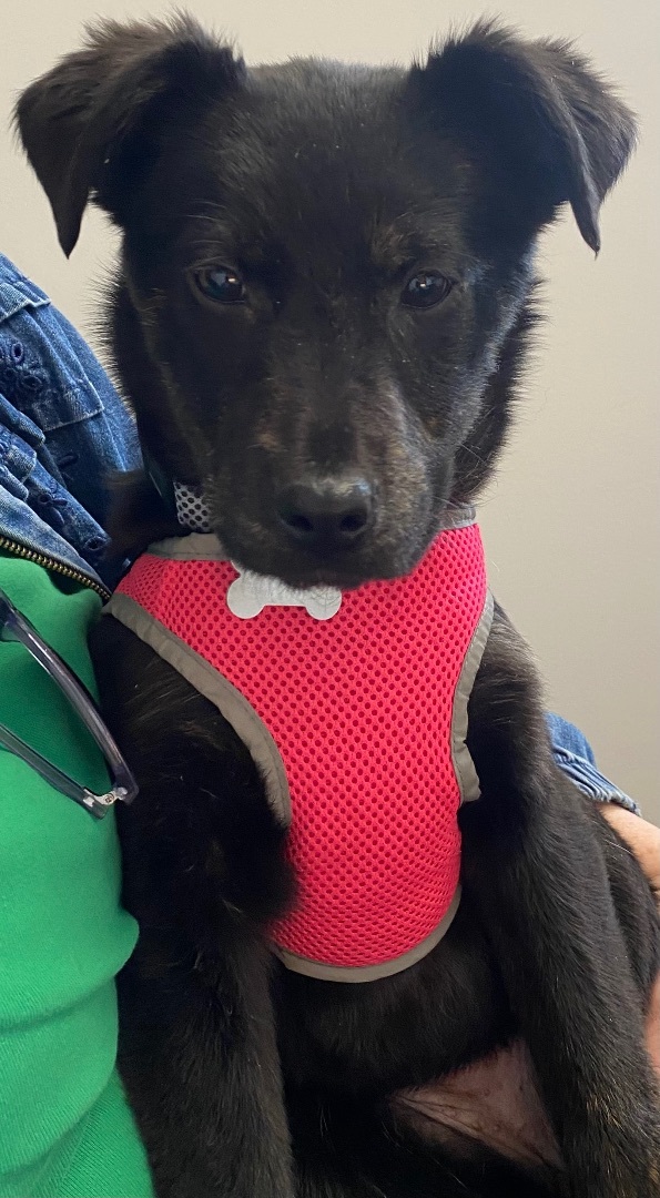 Enlarge Chloe, a Adopted mixed breed in Union City, IN image 1/7