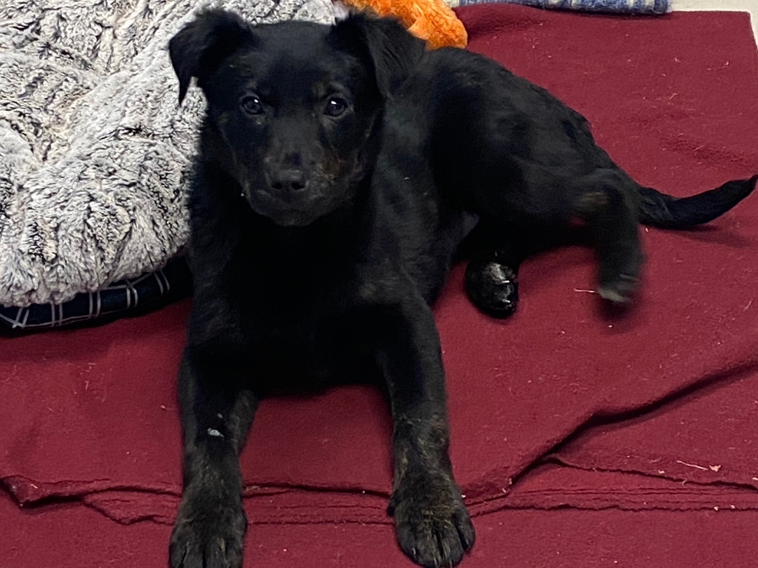 Enlarge Chloe, a Adopted mixed breed in Union City, IN image 2/7