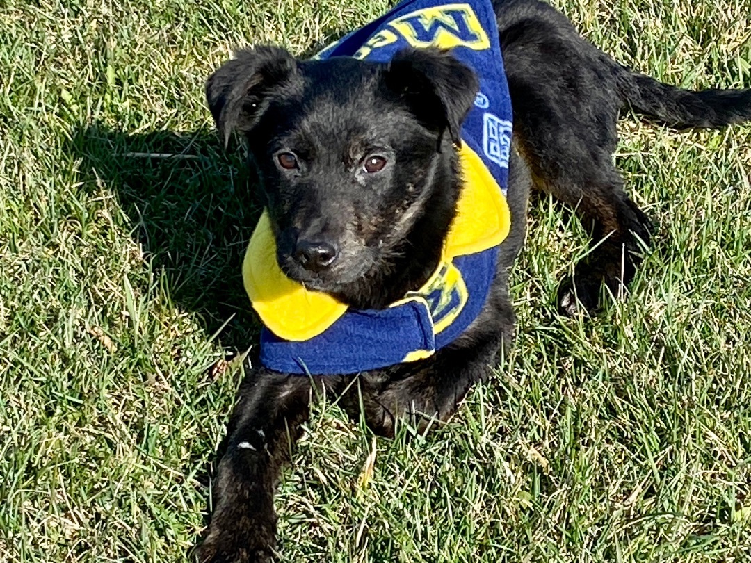 Chloe, Adopted, Puppy Female Labrador Retriever.