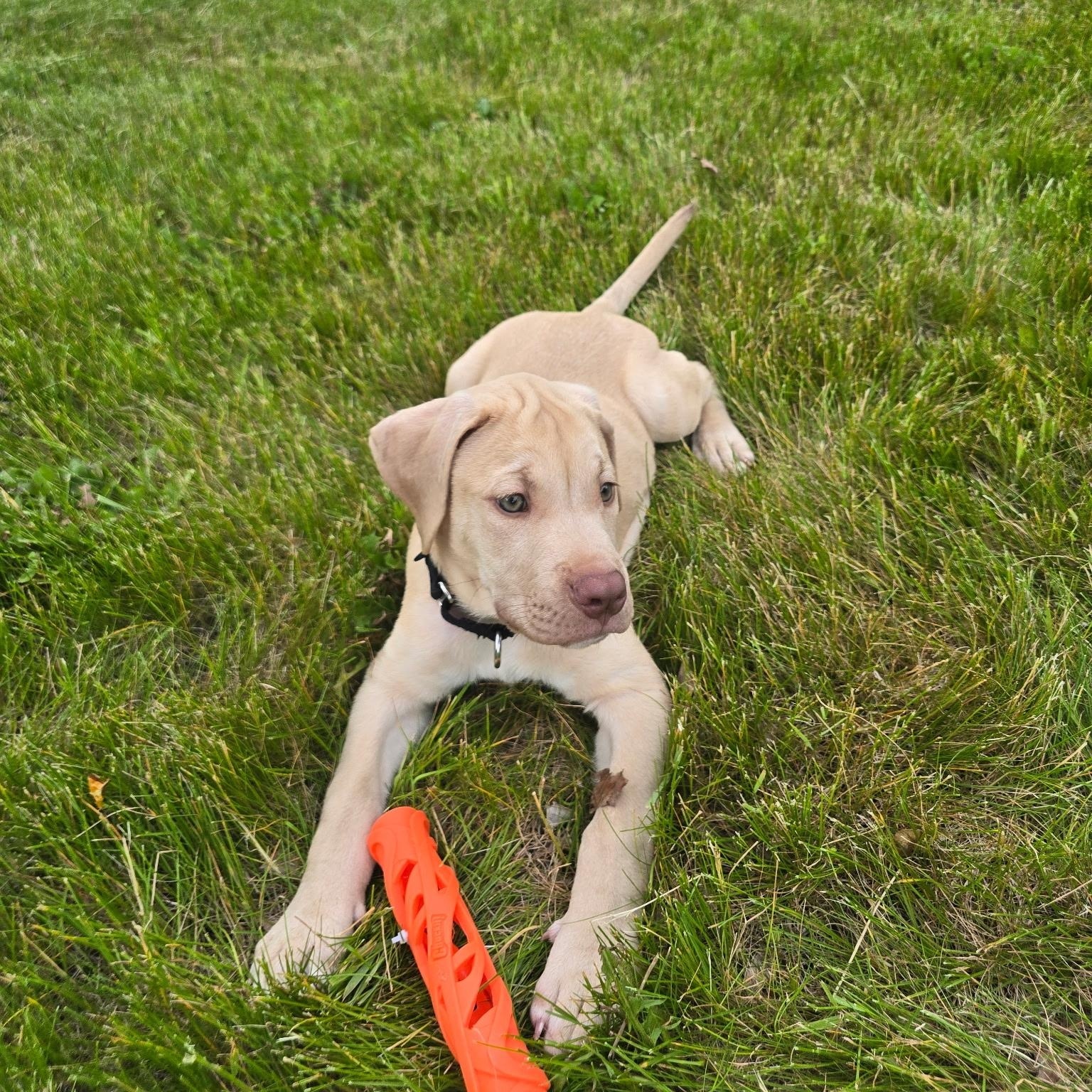 Hudson, a Adoptable mixed breed in Niskayuna, NY image 4/5