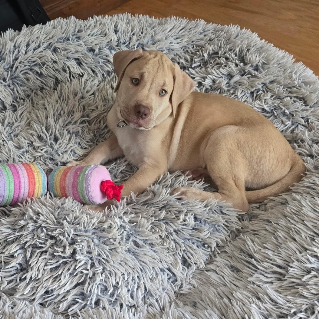 Hudson, Adoptable, Puppy Male Labrador Retriever & Australian Shepherd.