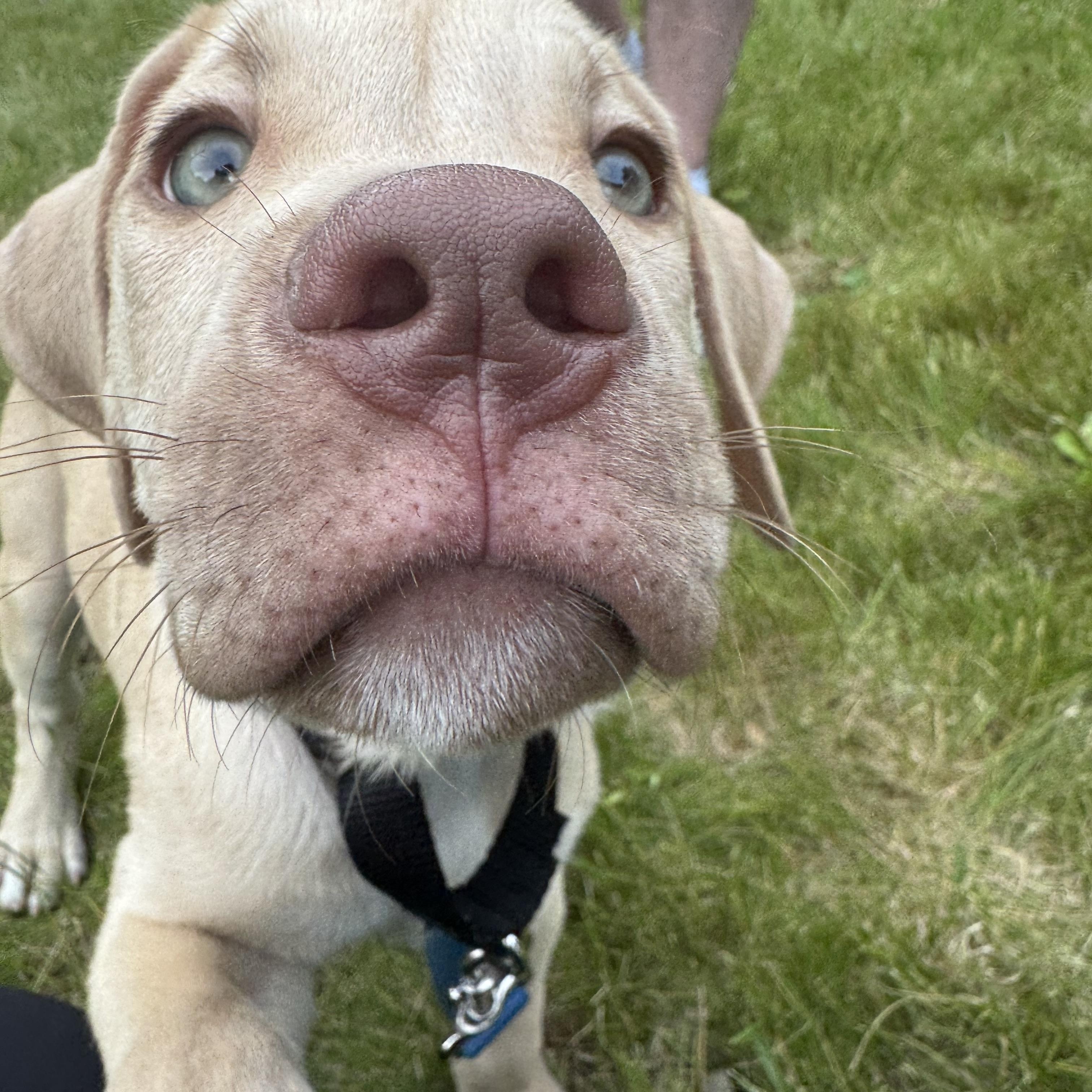 Hudson, a Adoptable mixed breed in Niskayuna, NY image 3/5
