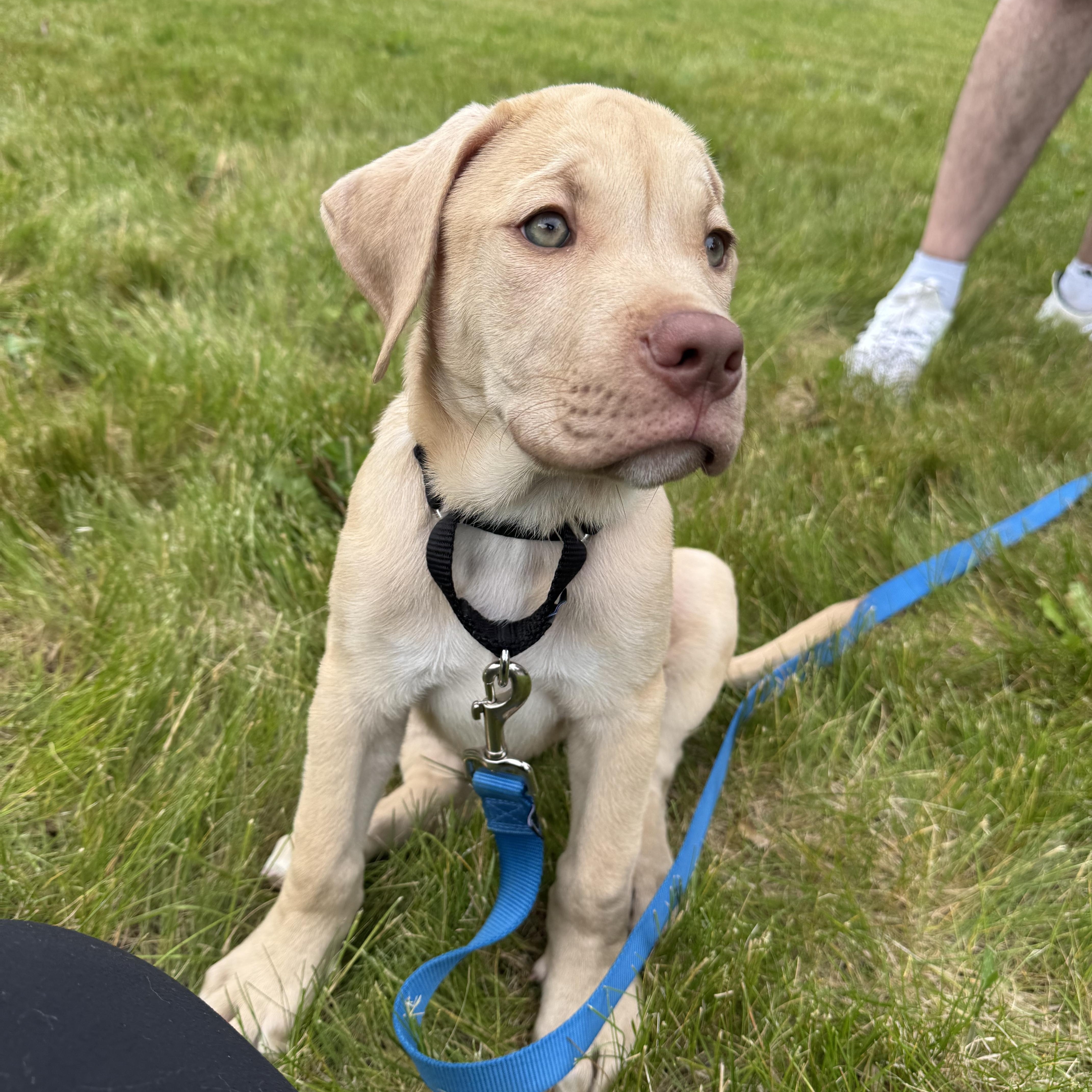 Hudson, a Adoptable mixed breed in Niskayuna, NY image 2/5