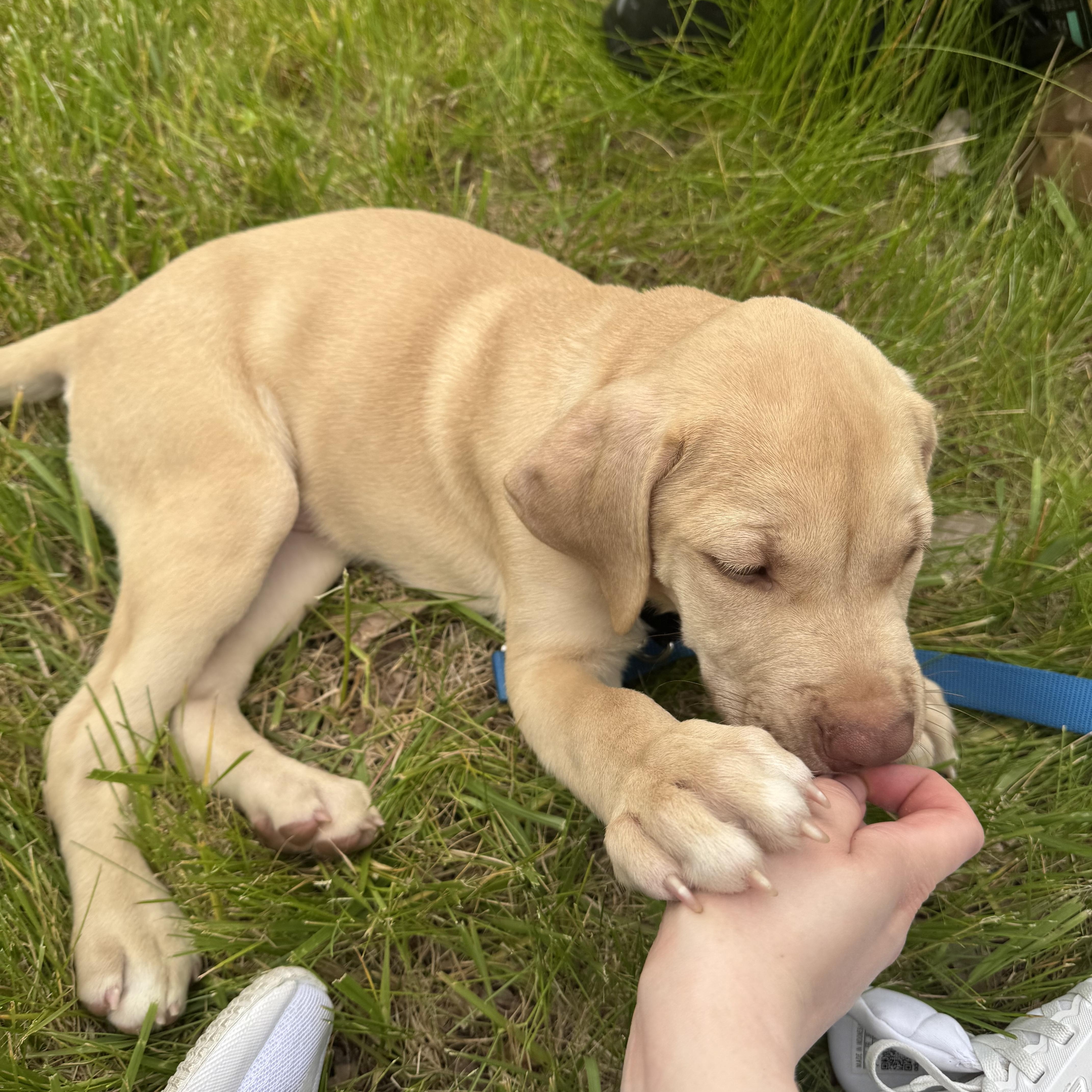 Hudson, a Adoptable mixed breed in Niskayuna, NY image 5/5