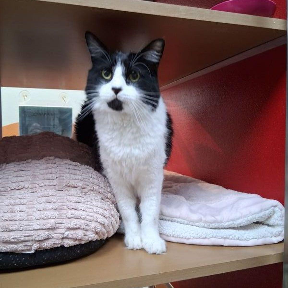 Enlarge Sammy, a Adoptable Domestic Medium Hair in Lake Havasu City, AZ image 1/1