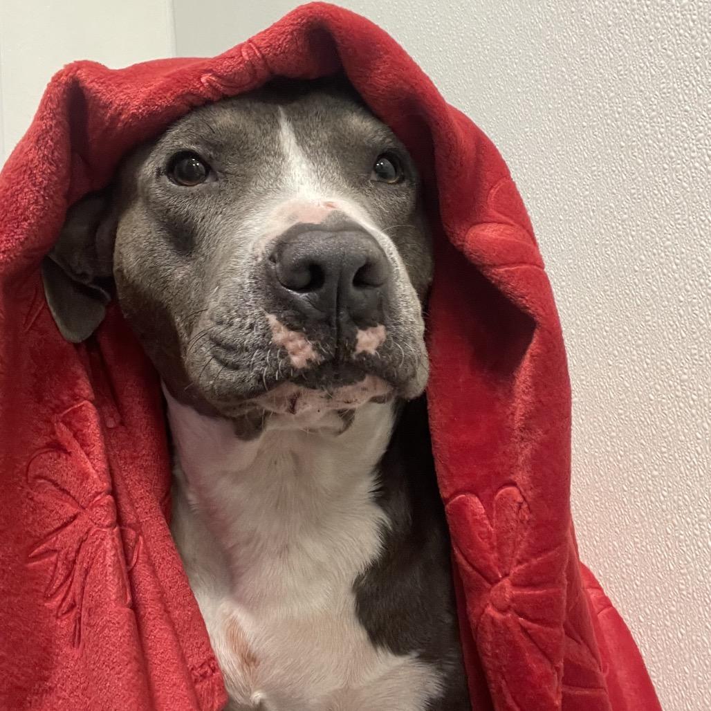 Enlarge Rocky, a Adoptable Pit Bull Terrier in Dickinson, TX image 1/2