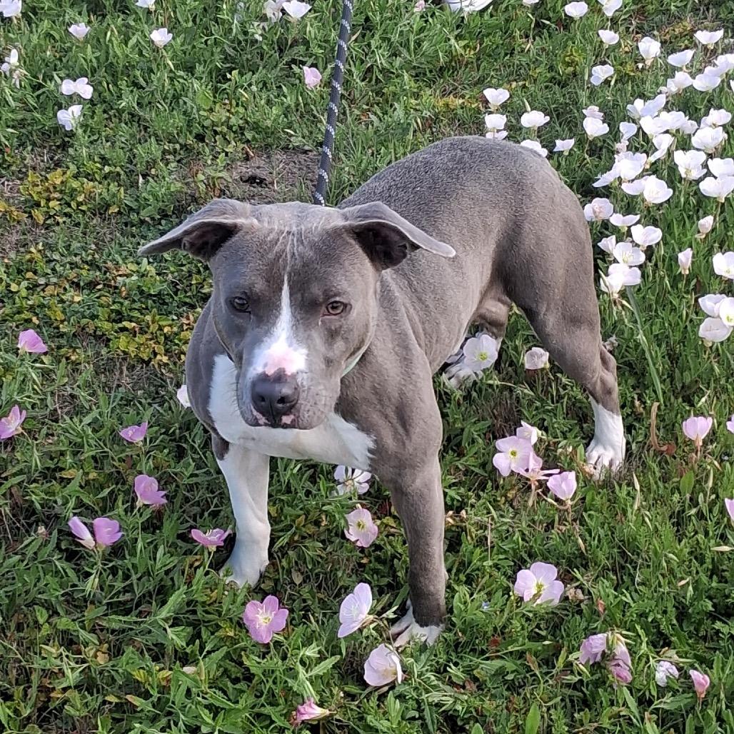 Enlarge Rocky, a Adoptable Pit Bull Terrier in Dickinson, TX image 2/6