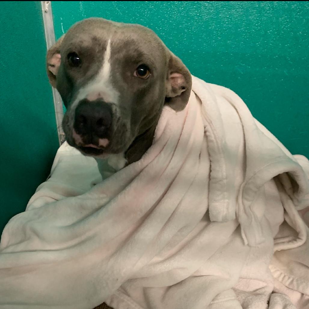 Enlarge Rocky, a Adoptable Pit Bull Terrier in Dickinson, TX image 2/2