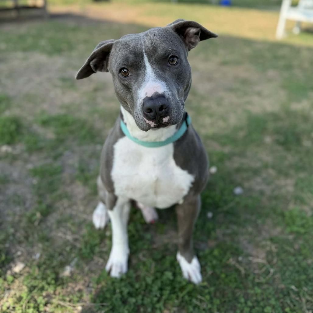 Enlarge Rocky, a Adoptable Pit Bull Terrier in Dickinson, TX image 4/6