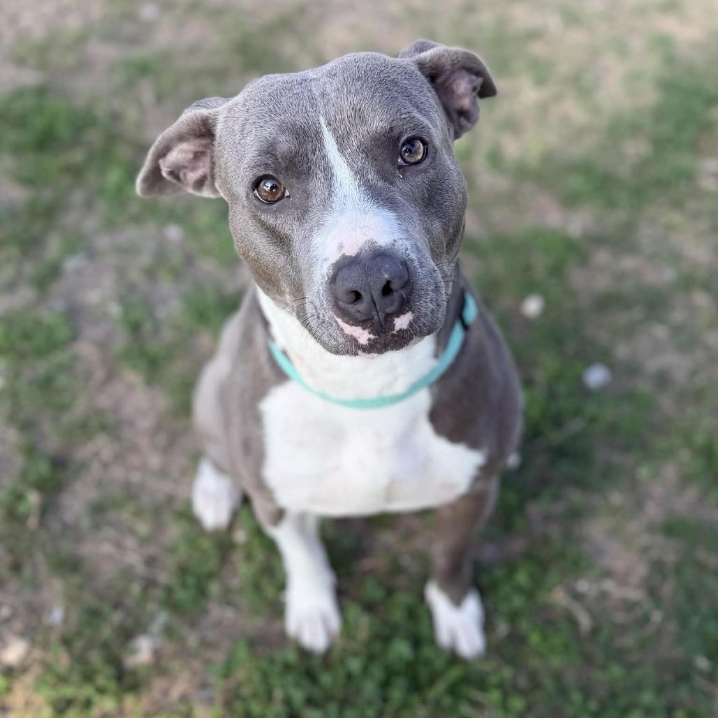 Enlarge Rocky, a Adoptable Pit Bull Terrier in Dickinson, TX image 5/6