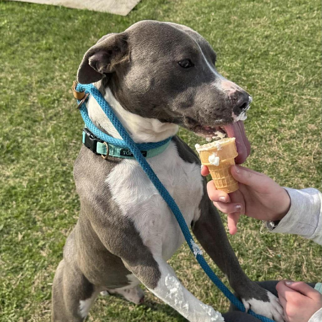 Enlarge Rocky, a Adoptable Pit Bull Terrier in Dickinson, TX image 6/6